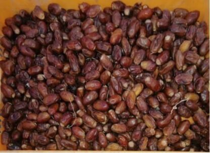 Aseel Dates Bulk